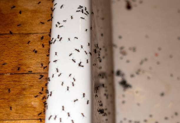 Best Affordable Pest Control Services  in Central Gardens, TX