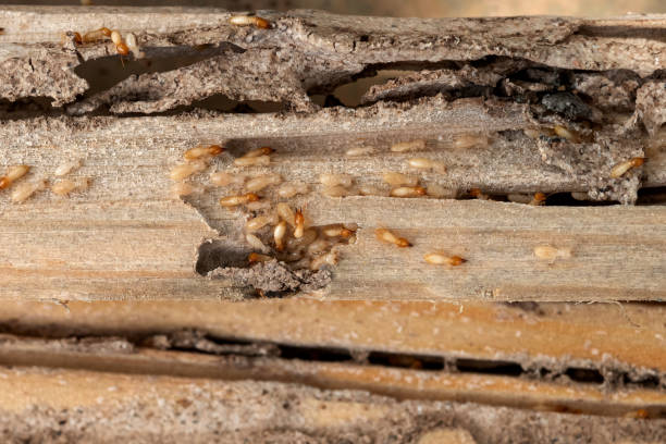 Best Local Pest Control Services  in Central Gardens, TX